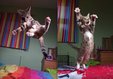 19 Pets Guaranteed to Make You Laugh Out Loud