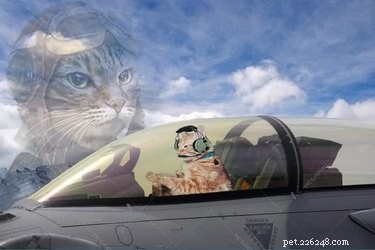 19 Pets Guaranteed to Make You Laugh Out Loud