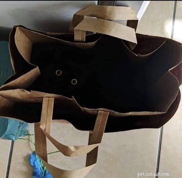19 Pets Guaranteed to Make You Laugh Out Loud