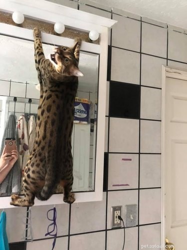19 Pets Guaranteed to Make You Laugh Out Loud