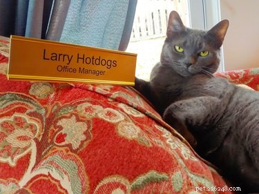 19 Pets Guaranteed to Make You Laugh Out Loud