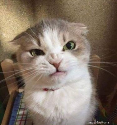 19 Pets Guaranteed to Make You Laugh Out Loud