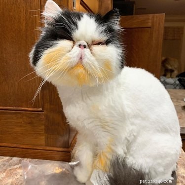 19 Pets Guaranteed to Make You Laugh Out Loud