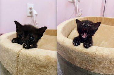 19 Pets Guaranteed to Make You Laugh Out Loud