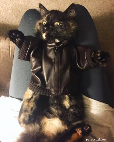 19 Pets Guaranteed to Make You Laugh Out Loud