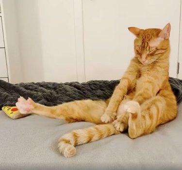 19 Pets Guaranteed to Make You Laugh Out Loud