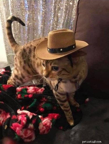 19 Pets Guaranteed to Make You Laugh Out Loud