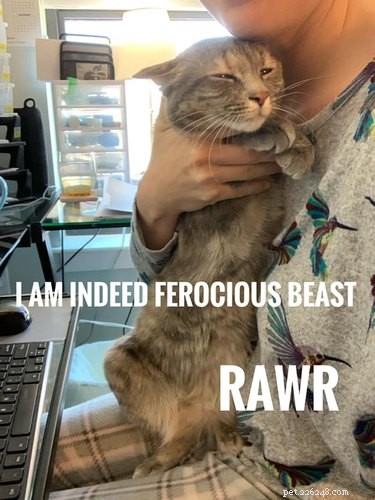 19 Pets Guaranteed to Make You Laugh Out Loud