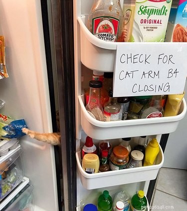19 Pets Guaranteed to Make You Laugh Out Loud