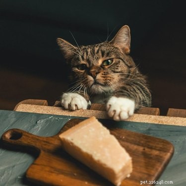 16 Pet Photos That Look Like Renaissance Masterpieces