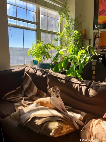 16 Pet Photos That Look Like Renaissance Masterpieces