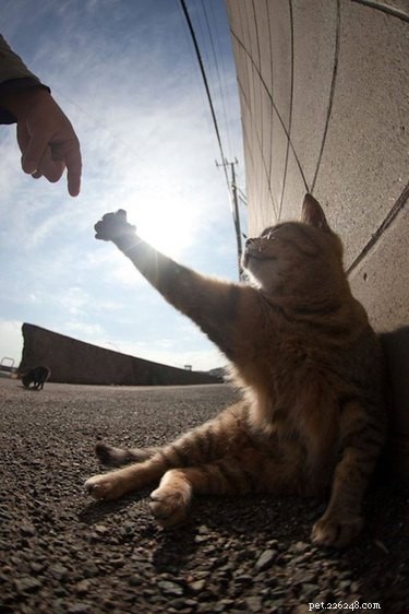 16 Pet Photos That Look Like Renaissance Masterpieces