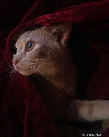 16 Pet Photos That Look Like Renaissance Masterpieces