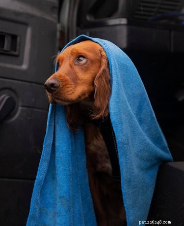 16 Pet Photos That Look Like Renaissance Masterpieces