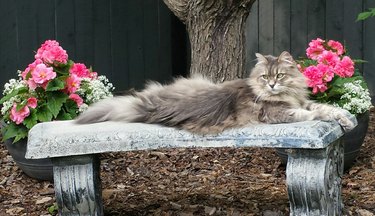 16 Pet Photos That Look Like Renaissance Masterpieces