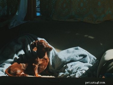 16 Pet Photos That Look Like Renaissance Masterpieces