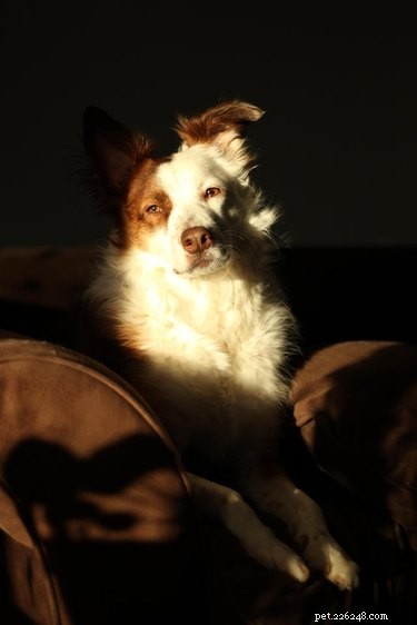 16 Pet Photos That Look Like Renaissance Masterpieces
