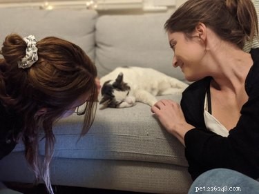 16 Pet Photos That Look Like Renaissance Masterpieces