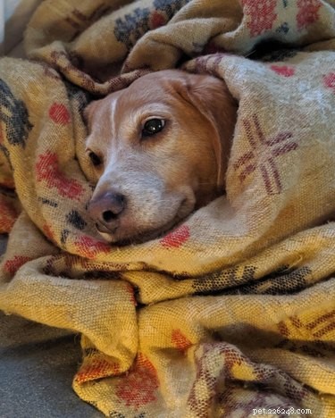 16 Pet Photos That Look Like Renaissance Masterpieces