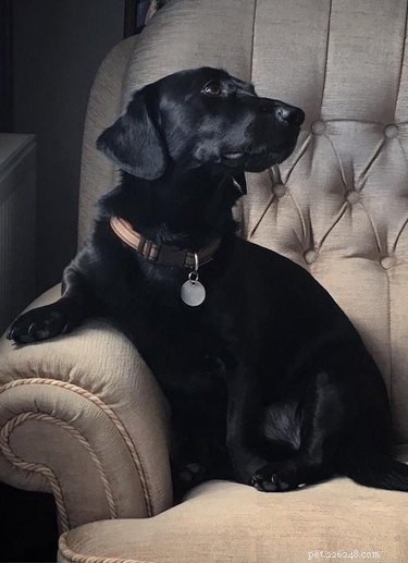 16 Pet Photos That Look Like Renaissance Masterpieces