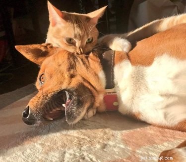 16 Pet Photos That Look Like Renaissance Masterpieces