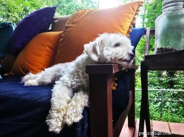 16 Pet Photos That Look Like Renaissance Masterpieces
