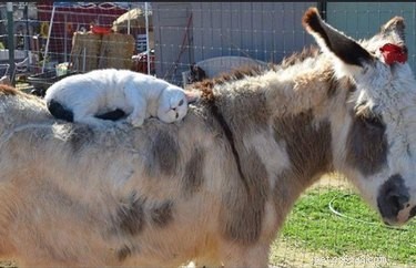 16 Heart‑warming Interspecies Friendships That Will Melt Your Heart