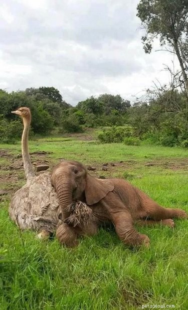 16 Heart‑warming Interspecies Friendships That Will Melt Your Heart