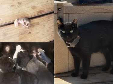 16 Heart‑warming Interspecies Friendships That Will Melt Your Heart
