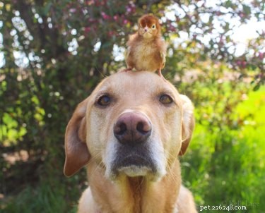 16 Heart‑warming Interspecies Friendships That Will Melt Your Heart