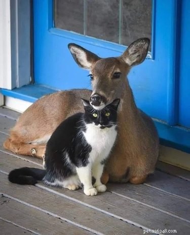 16 Heart‑warming Interspecies Friendships That Will Melt Your Heart