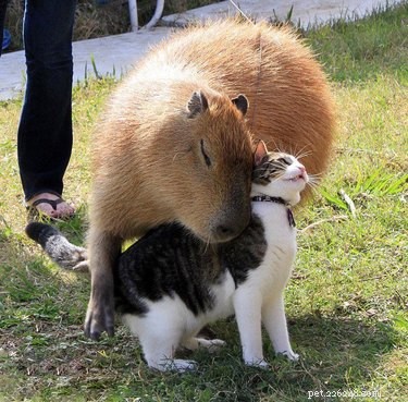 16 Heart‑warming Interspecies Friendships That Will Melt Your Heart