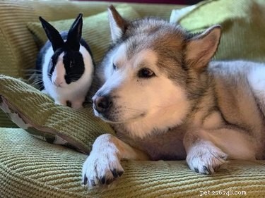 16 Heart‑warming Interspecies Friendships That Will Melt Your Heart