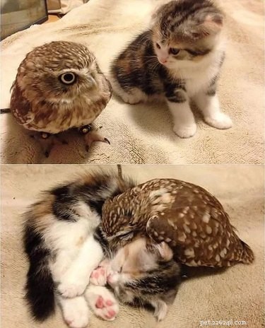 16 Heart‑warming Interspecies Friendships That Will Melt Your Heart