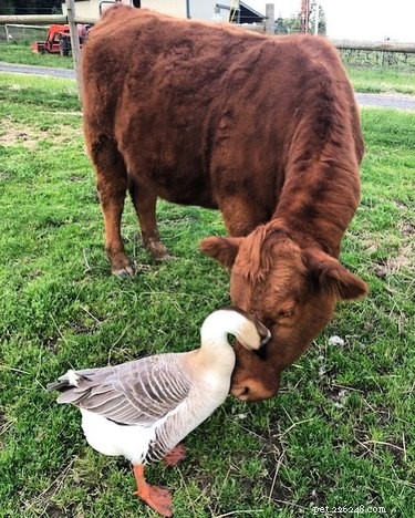 16 Heart‑warming Interspecies Friendships That Will Melt Your Heart