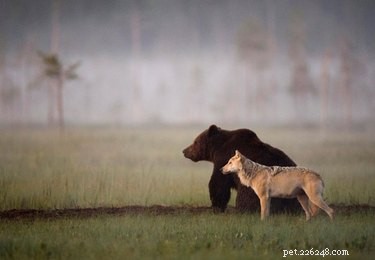 16 Heart‑warming Interspecies Friendships That Will Melt Your Heart