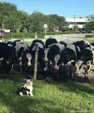 16 Heart‑warming Interspecies Friendships That Will Melt Your Heart