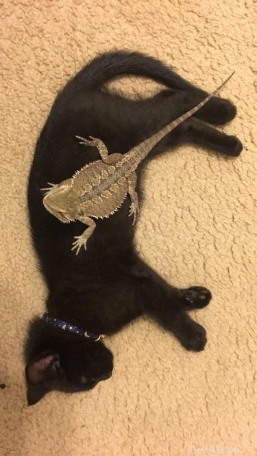 16 Heart‑warming Interspecies Friendships That Will Melt Your Heart