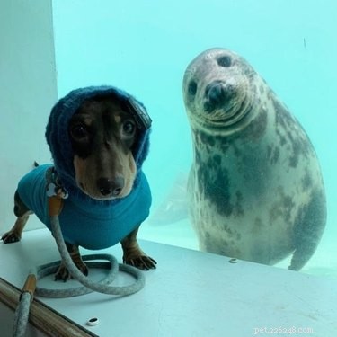 16 Heart‑warming Interspecies Friendships That Will Melt Your Heart