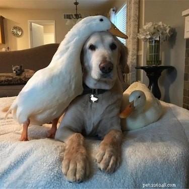 16 Heart‑warming Interspecies Friendships That Will Melt Your Heart