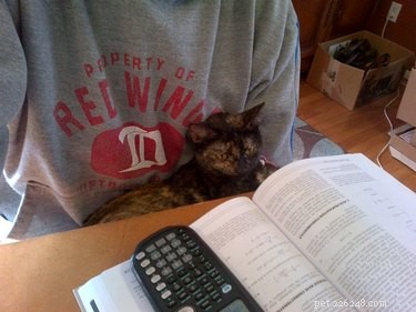 17 Pets Studying Independently: A Charming Insight