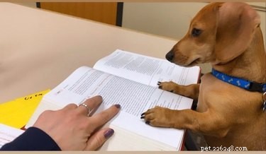 17 Pets Studying Independently: A Charming Insight