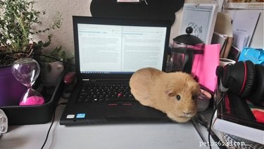 17 Pets Studying Independently: A Charming Insight