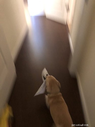 17 Pets Studying Independently: A Charming Insight