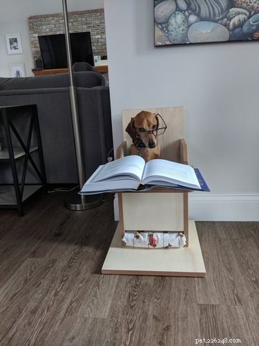 17 Pets Studying Independently: A Charming Insight