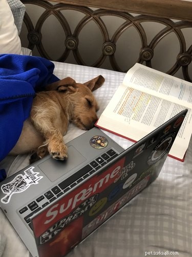 17 Pets Studying Independently: A Charming Insight