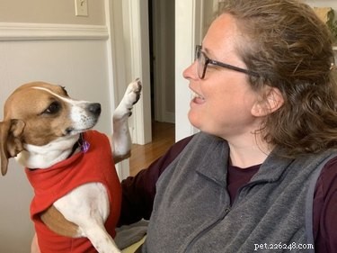 17 Pets Studying Independently: A Charming Insight