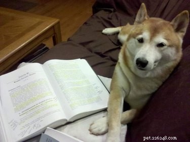 17 Pets Studying Independently: A Charming Insight