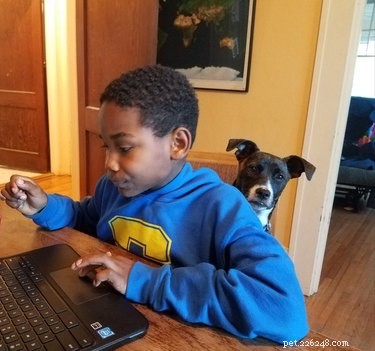 17 Pets Studying Independently: A Charming Insight