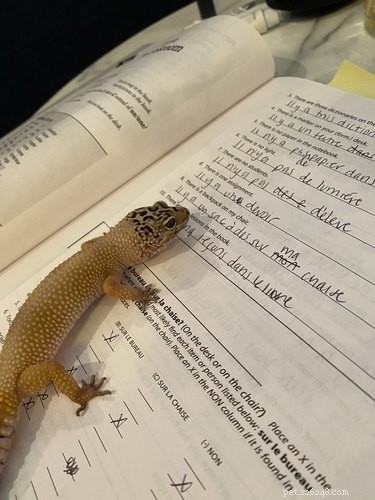 17 Pets Studying Independently: A Charming Insight